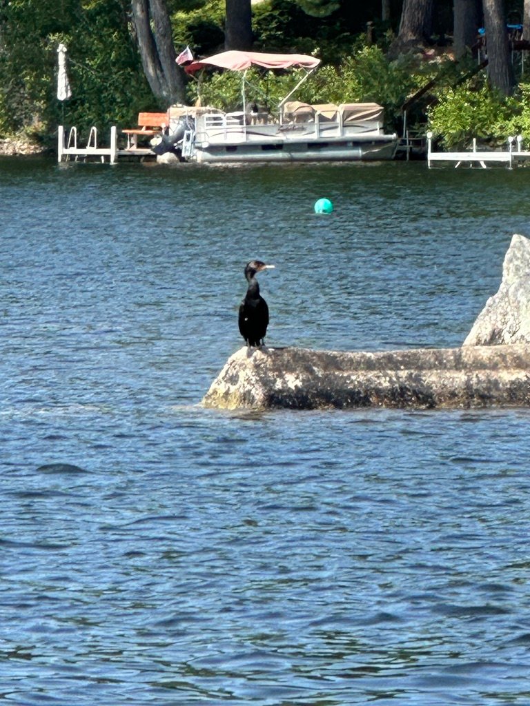 Cormorant on rock on Thomas Pond