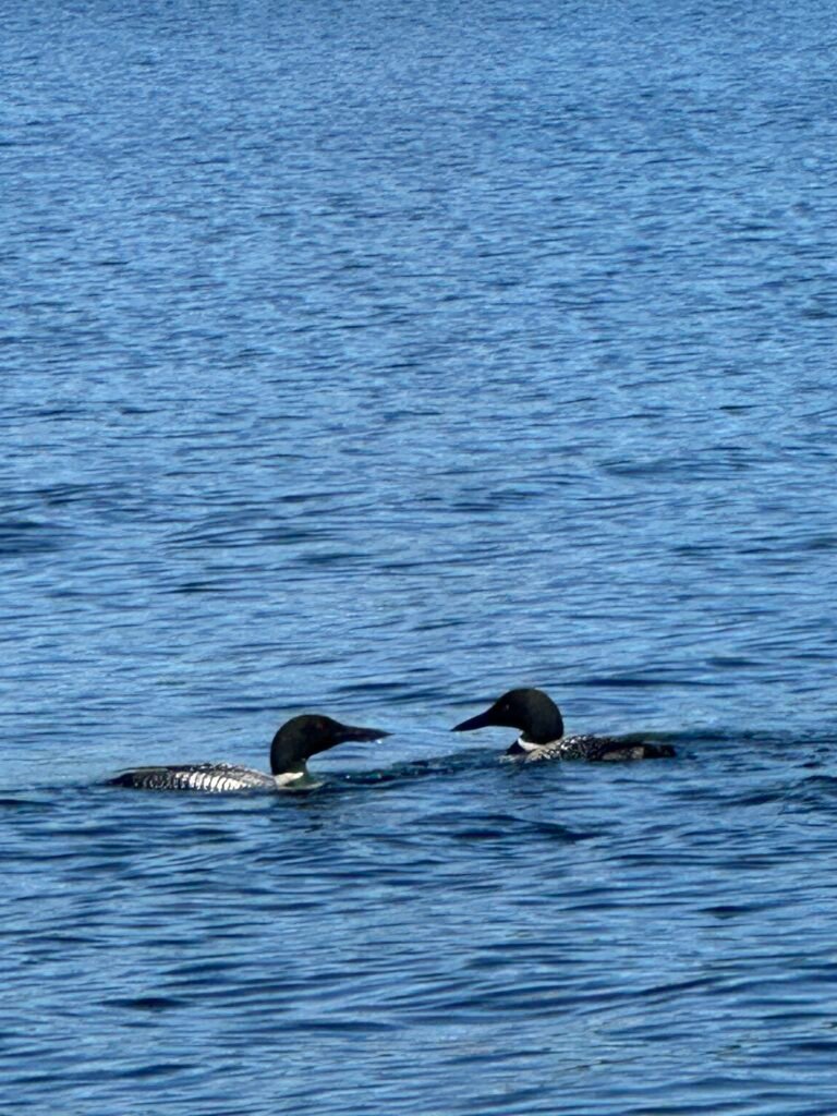 Pair of Loons facing each other