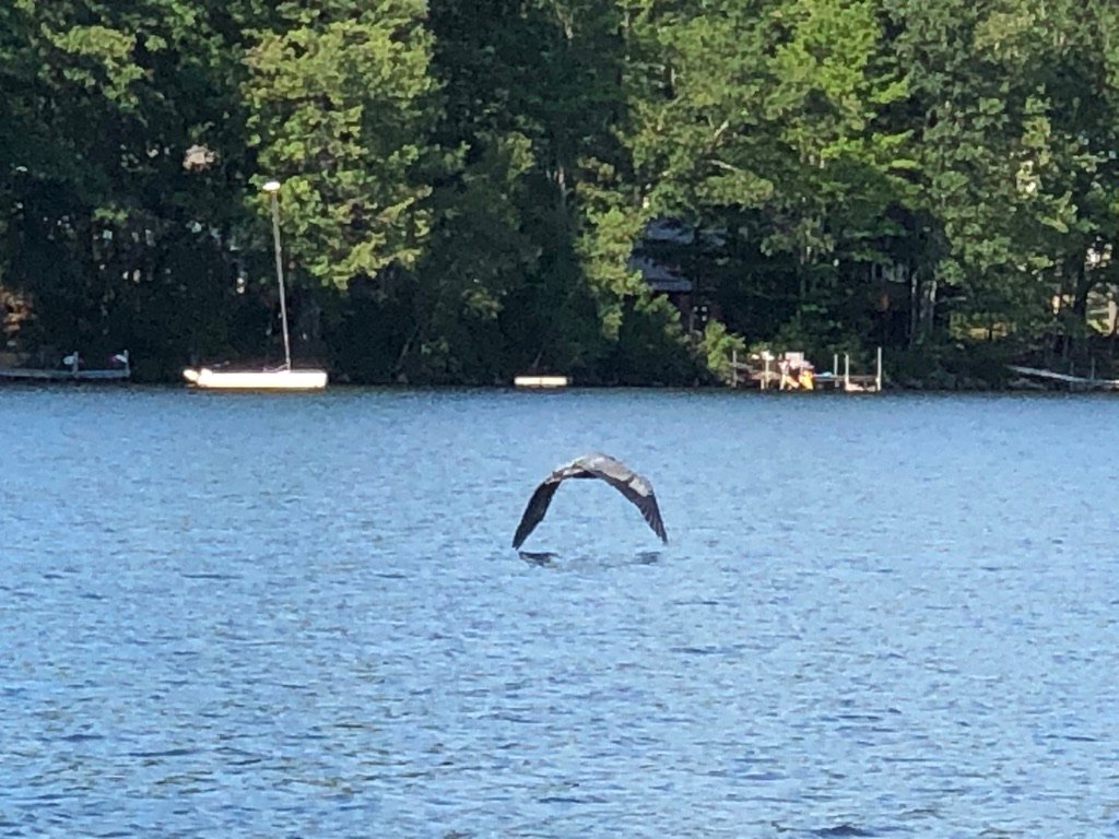Heron flying over Thomas Pond