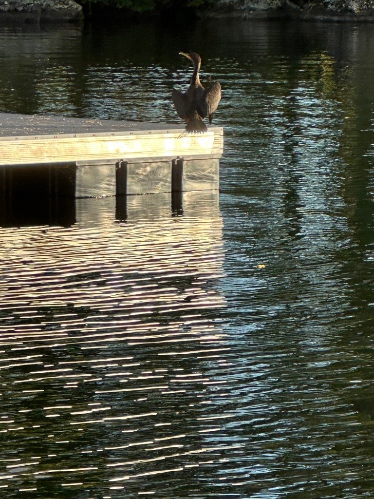 Cormorant on float