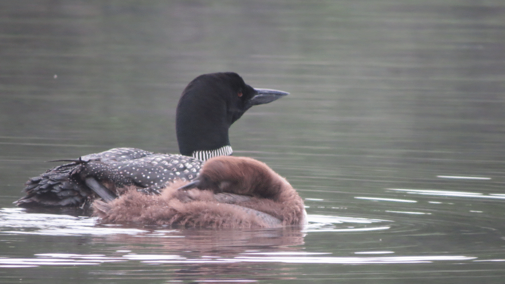 Loon and chick swimming