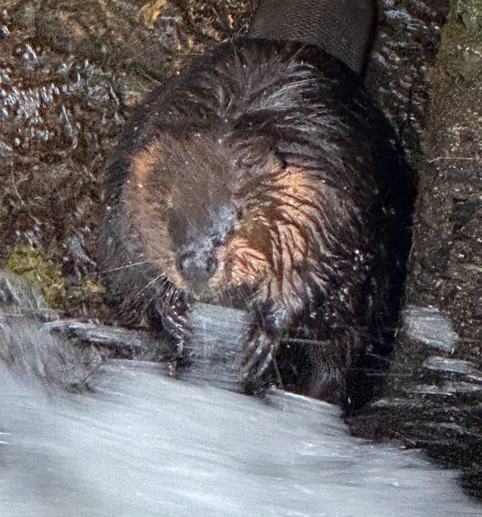 Beaver at Thomas Pond dam