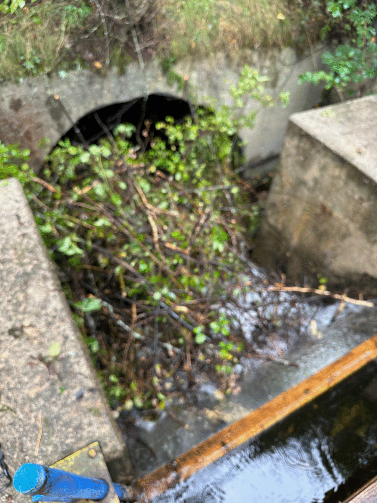 Beaver generated debris filling the spillway