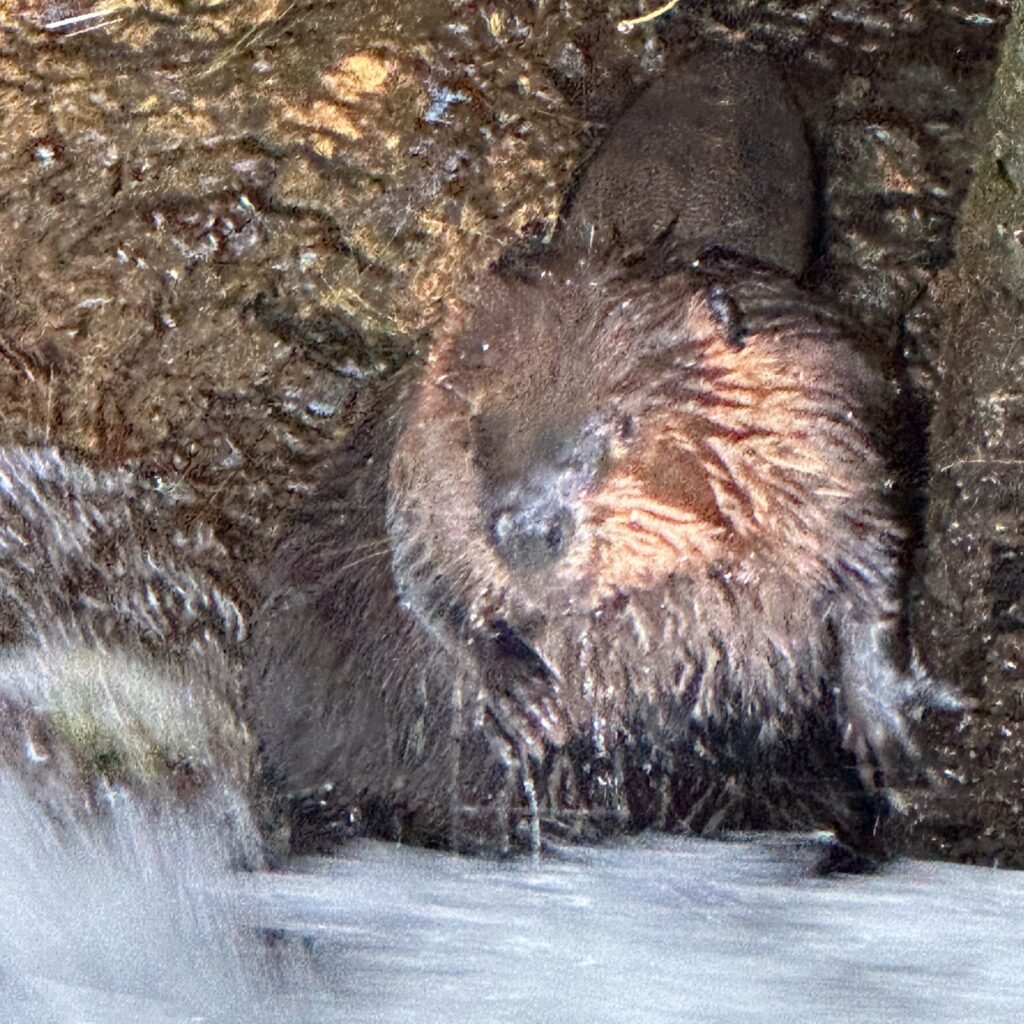 Beaver at dam