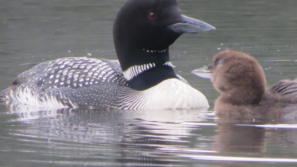 Loon and chick facing each other