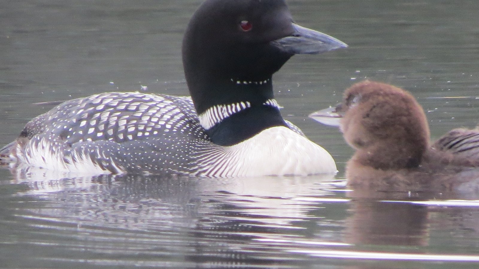 Loon and baby chick close up