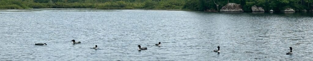 Loon pair