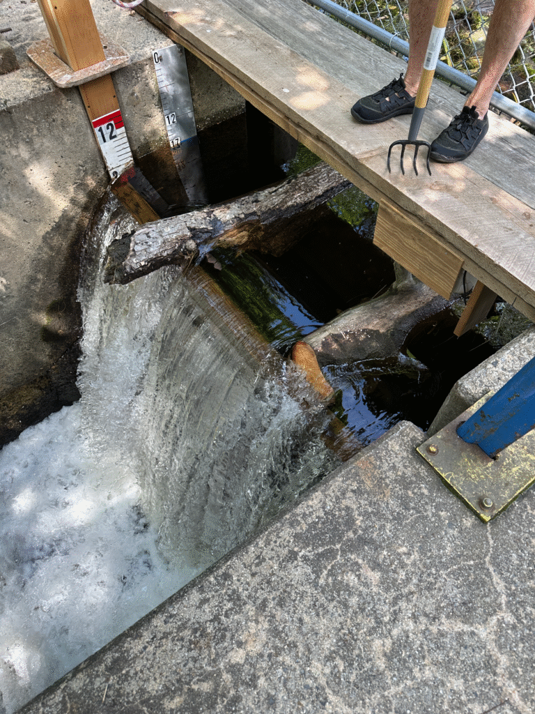 Two logs caught up on the dam