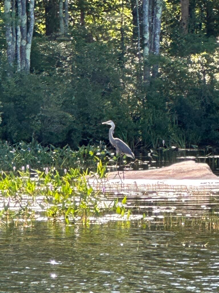 Heron at Loon Island