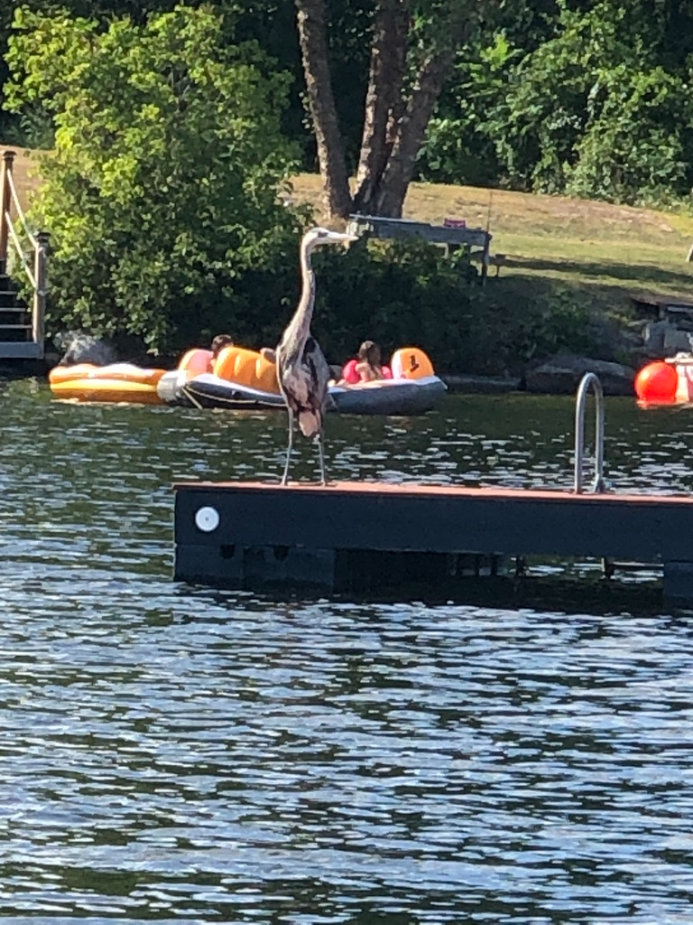Heron on float on Thomas Pond