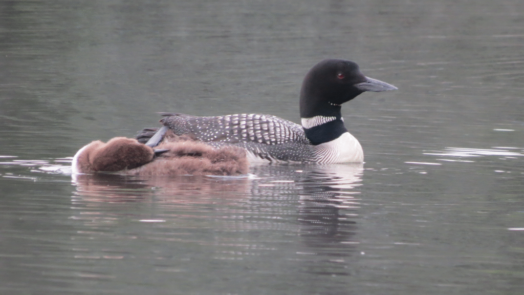 Loon and chick swimming