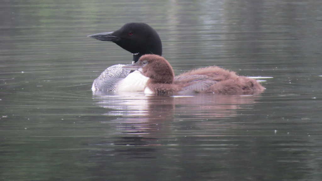 Loon and chick side-by-side