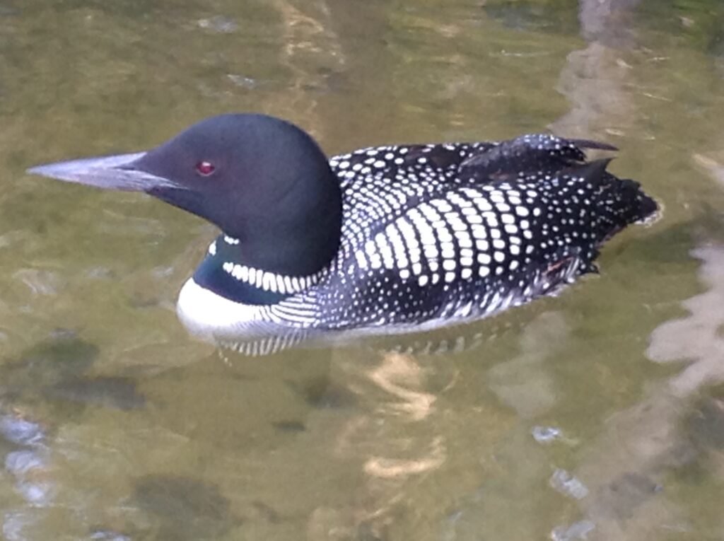 Loon swimming