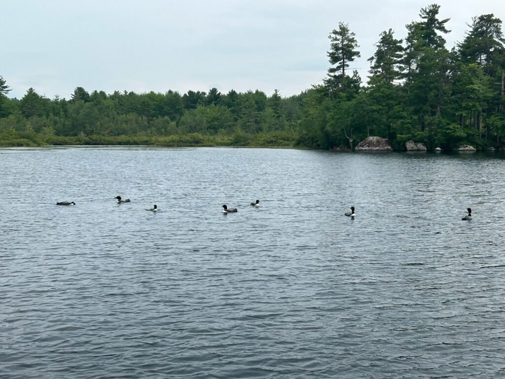 An asylum of loons on Thomas Pond