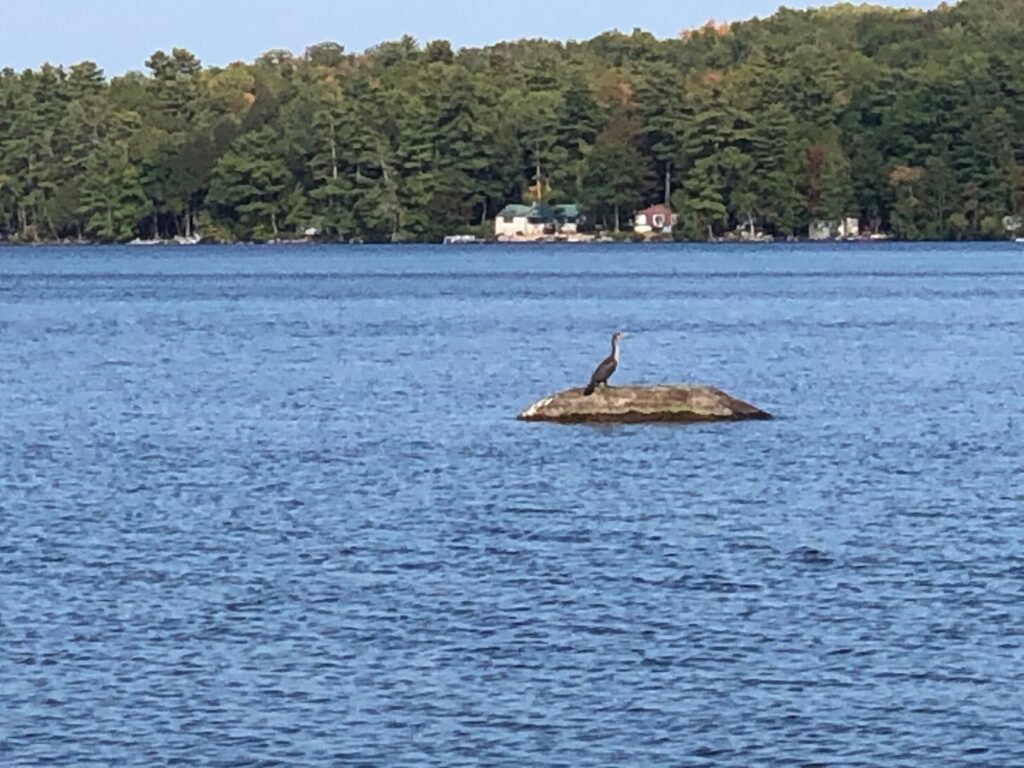 Heron on rock by condos